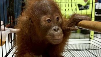 Тайланд отправит назад украденных орангутанов в Индонезию