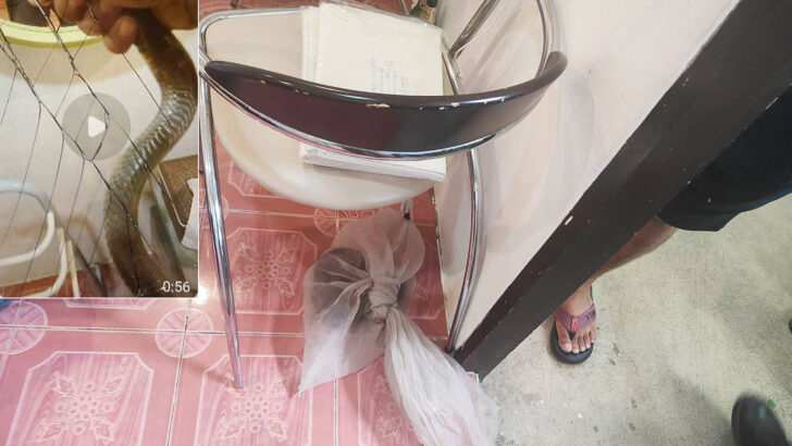 Тайский мужчина погиб, записывая себя, как играет с коброй в отеле