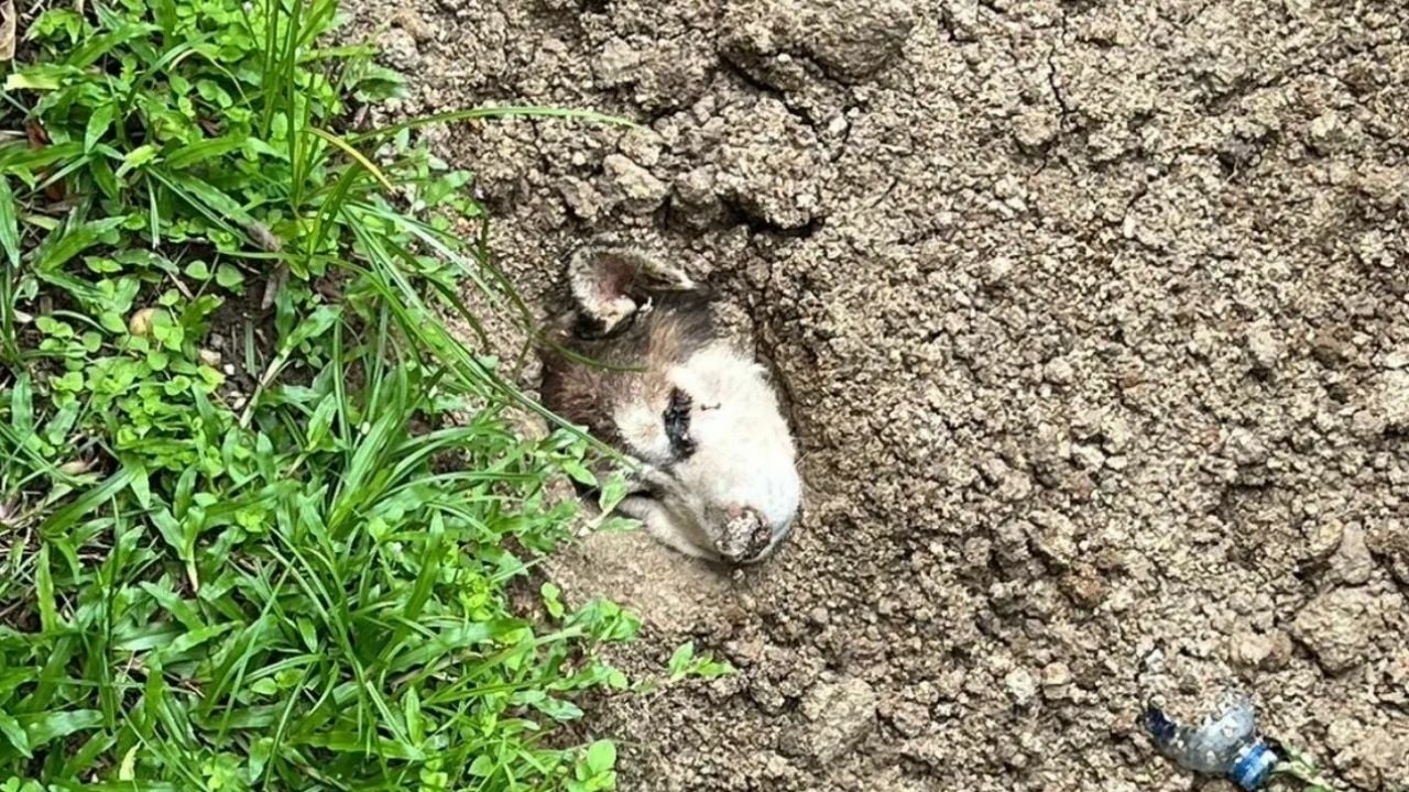 Француз в Пхукете утверждает, что случайно закопал собаку заживо