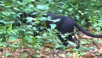 Черная пантера радует, прогуливаясь по парку Каеанг Крачан