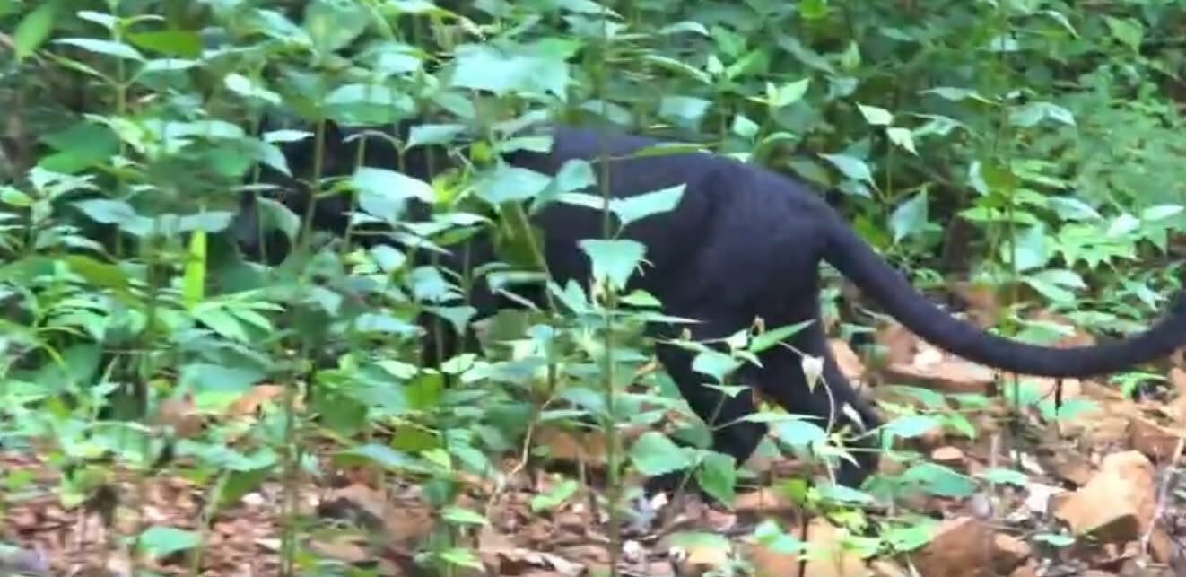 Черная пантера радует, прогуливаясь по парку Каеанг Крачан