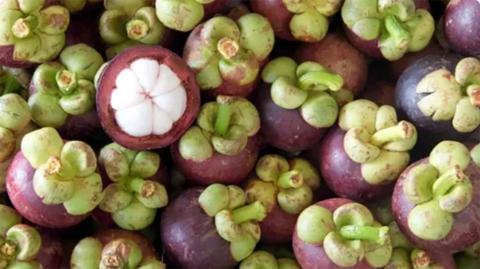 Южные тайские мангостины пользуются большим спросом, так как министерство торговли расширяет внутренние каналы распределения.