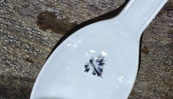 Ядовитые синие дракончики вновь замечены на побережье Пхукета