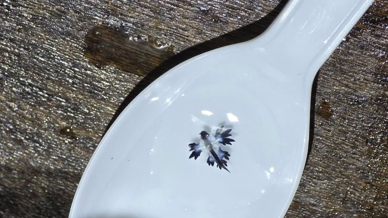 Ядовитые синие дракончики вновь замечены на побережье Пхукета