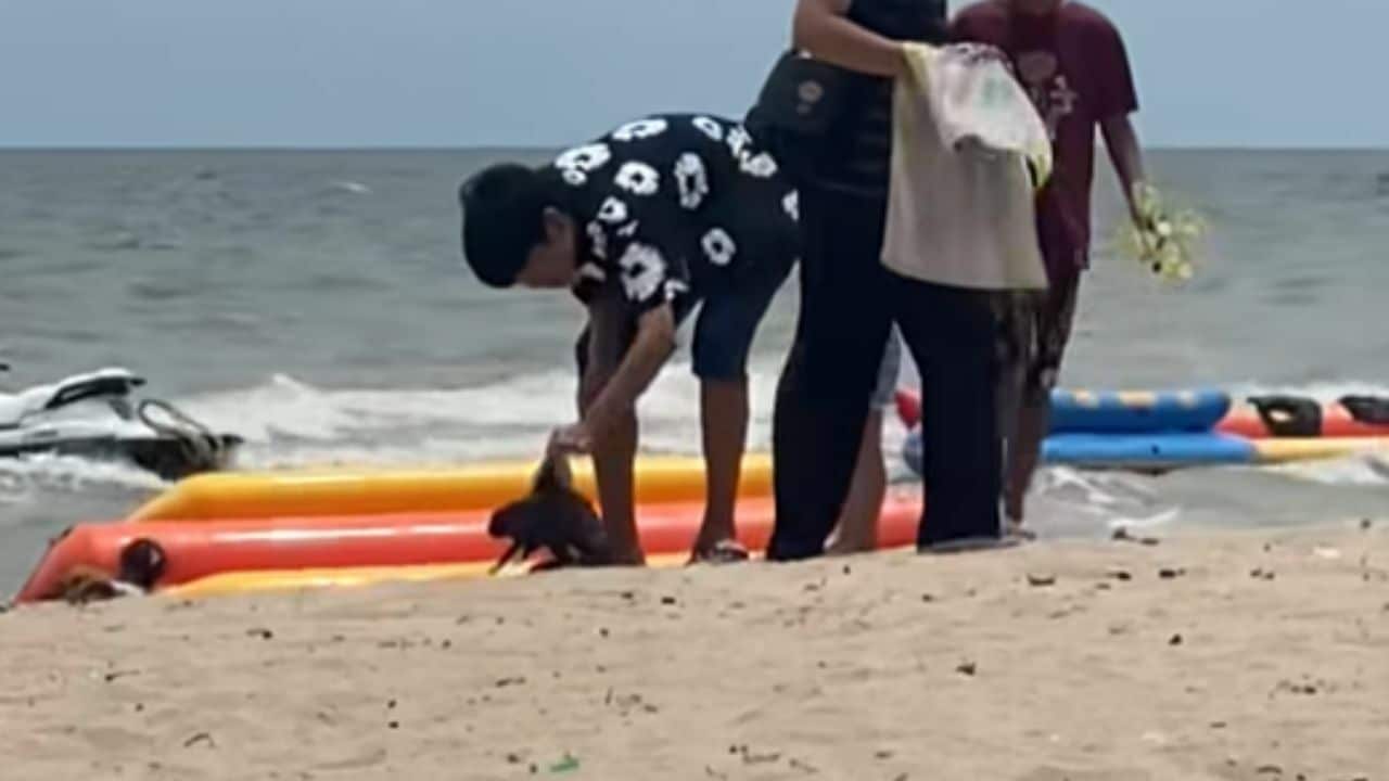 Hare-rest him! Пляж Банг-Сэйн, йоб, осужденный за жестокое обращение с больным кроликом