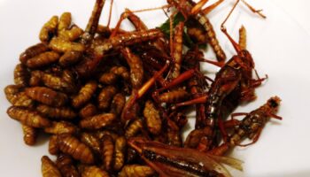 5 причин, почему употребление насекомых может помочь в борьбе с изменением климата