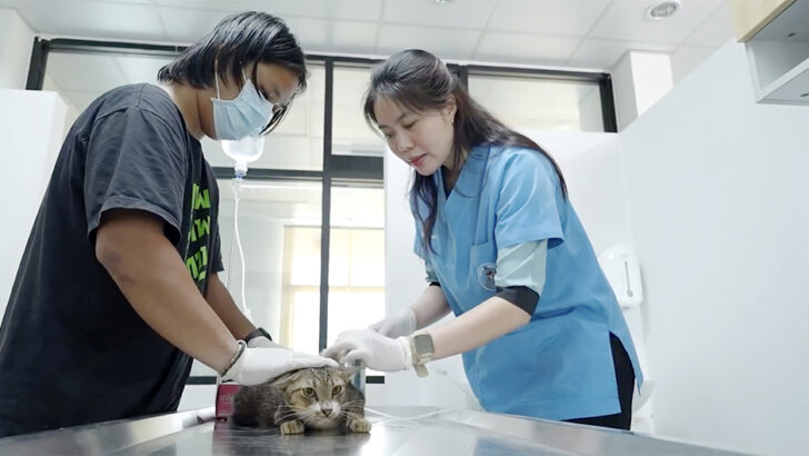 Бесплатные микрочипы для домашних животных в Бангкоке в рамках кампании по регистрации