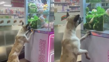 Бродячая собака в Сонгкхле растопила сердца, прося игрушку из автоматов с claw machine