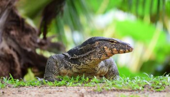 Восхождение 'Бангкокского дракона'