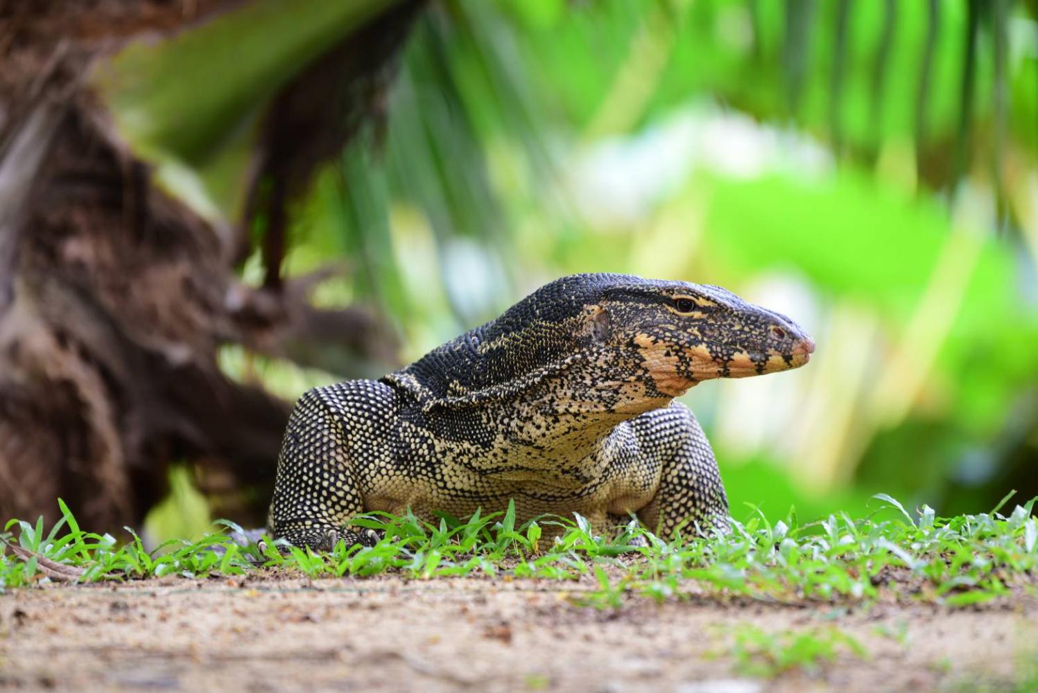 Восхождение 'Бангкокского дракона'