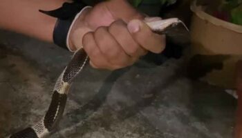 Житель Транга столкнулся с королевской коброй в своем доме, спасатели поймали змею