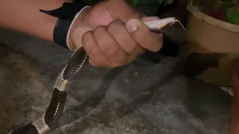 Житель Транга столкнулся с королевской коброй в своем доме, спасатели поймали змею
