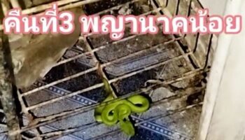 Змея на пороге превращается в знак предсказания для счастливых чисел