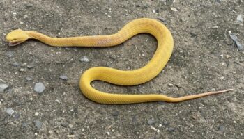 Золотисто-зеленая ямкоголовая гадюка удивила после наблюдения за питоном в Ан Тонге