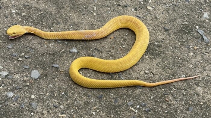 Золотисто-зеленая ямкоголовая гадюка удивила после наблюдения за питоном в Ан Тонге