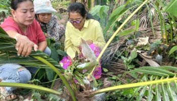 ‘Кокосовая пальма Наги’ в Пхетчабуне вызывает бум счастливых чисел