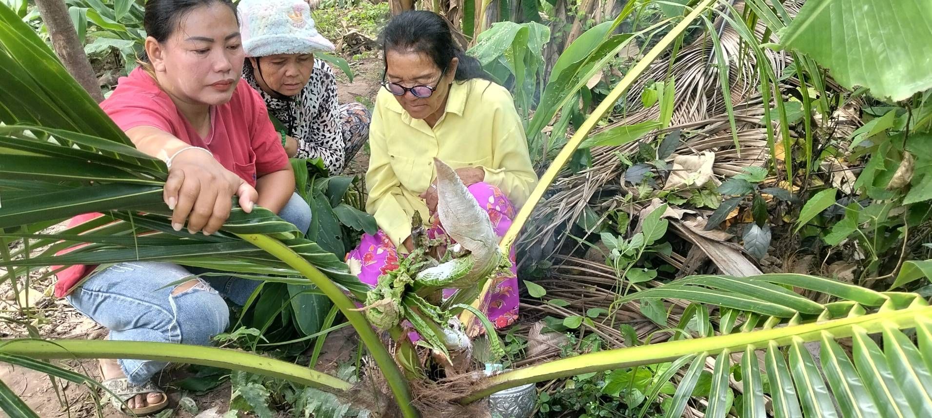 ‘Кокосовая пальма Наги’ в Пхетчабуне вызывает бум счастливых чисел