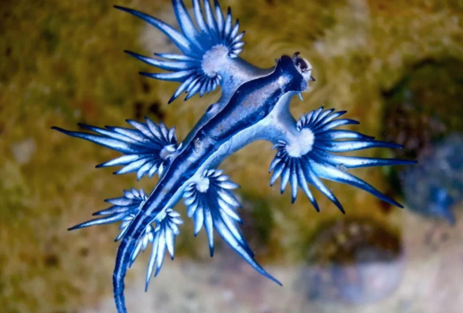 Купальщики предупреждены о ядовитых морских слизнями