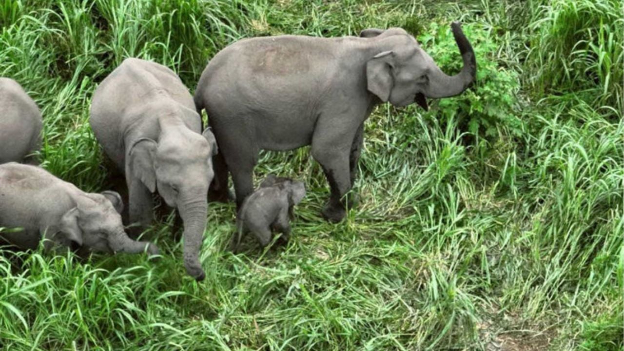 Министерство призывает к быстрому реагированию на систему предупреждения о диких слонах