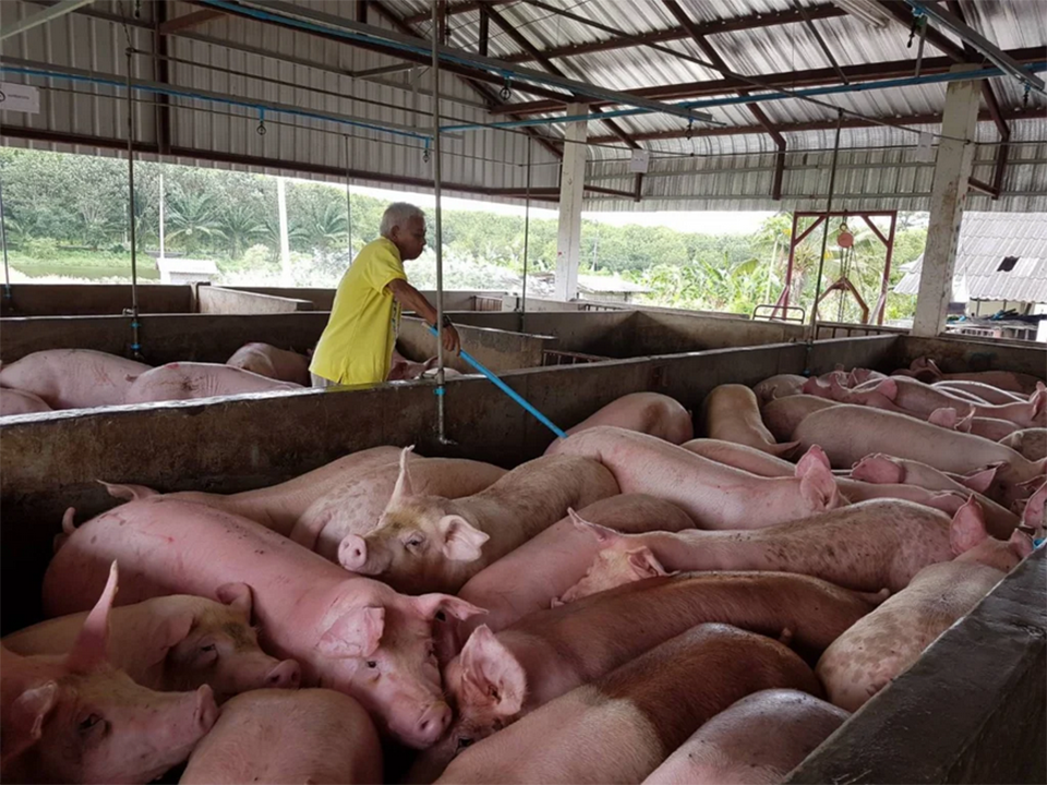 Министр сельского хозяйства категорически против ускорителей красного мяса, ставит на первое место здоровье тайцев