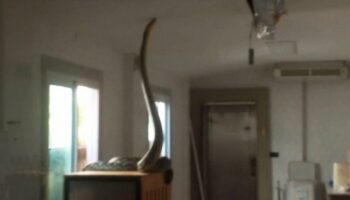 Питон пробился через потолок в комнату с тайскими кошками