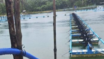 Рабочий в Пханг Нге получил изуродованную ногу в ужасе на креветочной ферме (видео)