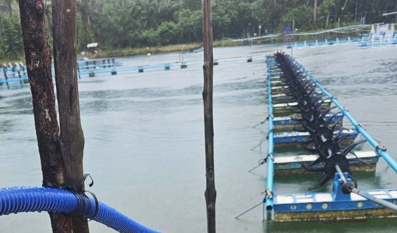 Рабочий в Пханг Нге получил изуродованную ногу в ужасе на креветочной ферме (видео)