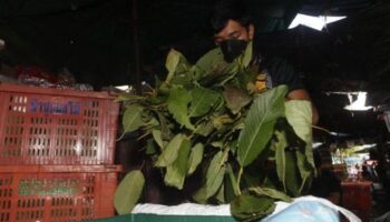 Таиланд обеспокоен возможным запретом кратона на фоне опасений по поводу его злоупотребления