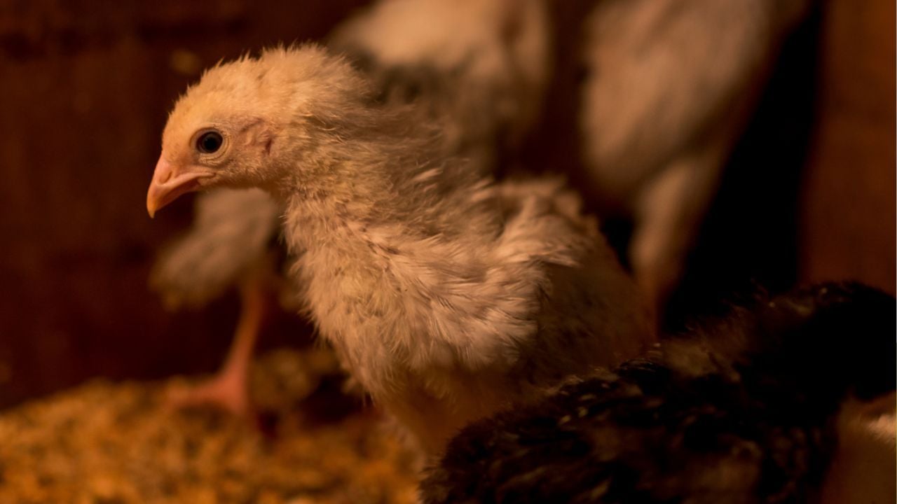 Таиланд усиливает контроль над птичьим гриппом после вспышки в Камбодже