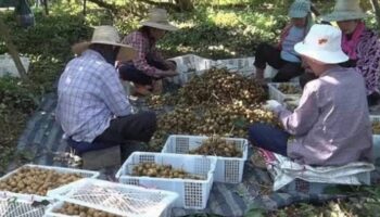 Чантхабури ищет 30 000 тайских работников для сбора лонгана на фоне нехватки рабочей силы.