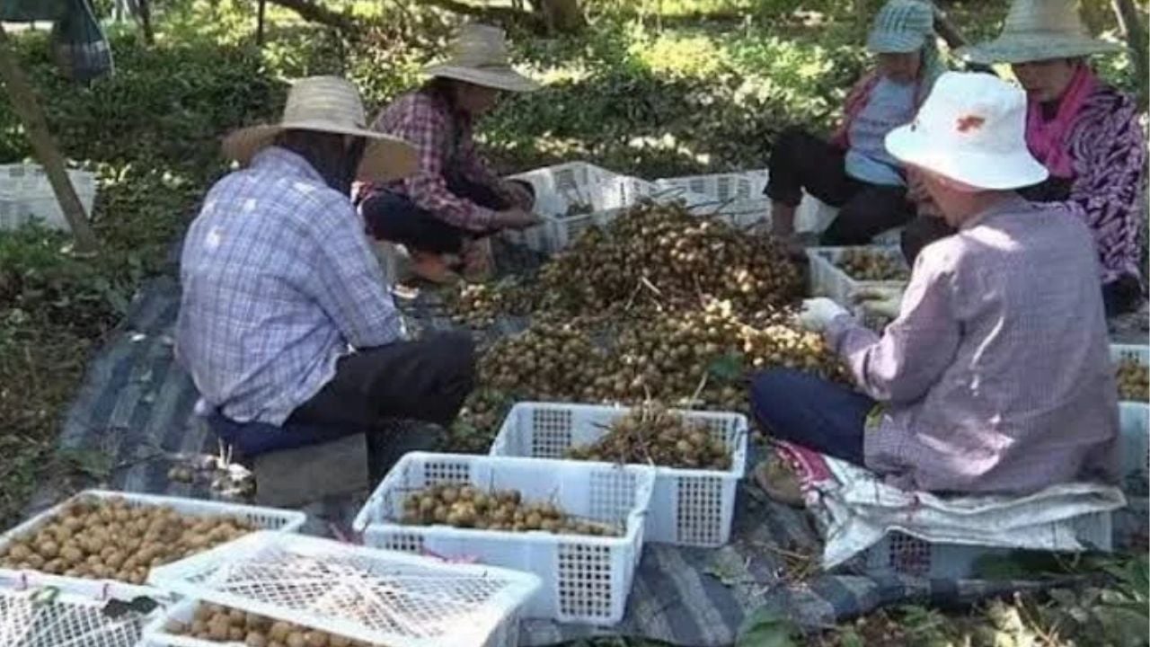 Чантхабури ищет 30 000 тайских работников для сбора лонгана на фоне нехватки рабочей силы.