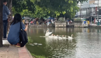 Чиангмай выпускает гусей в ров, чтобы улучшить качество воды, общественность разделилась мнениями