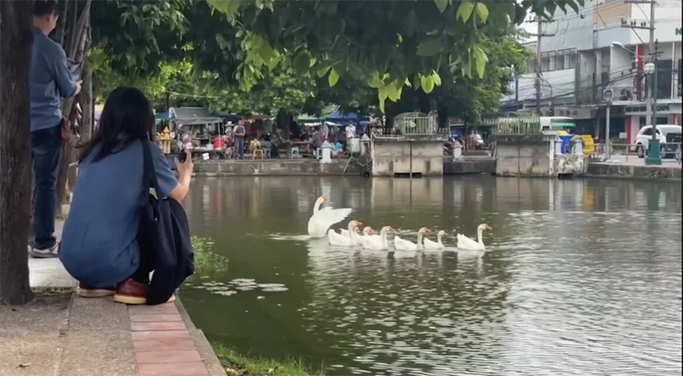 Чиангмай выпускает гусей в ров, чтобы улучшить качество воды, общественность разделилась мнениями