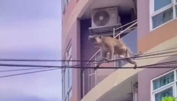 Электрическим током убитая обезьяна падает на машину, разбивая заднее стекло