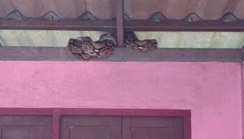 Python вторгается в тайский дом, пожилая женщина теряет кошку