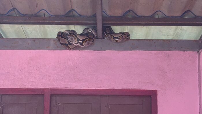 Python вторгается в тайский дом, пожилая женщина теряет кошку