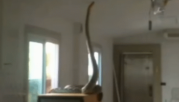 Python захватывает 'котоместо', все кошки в безопасности