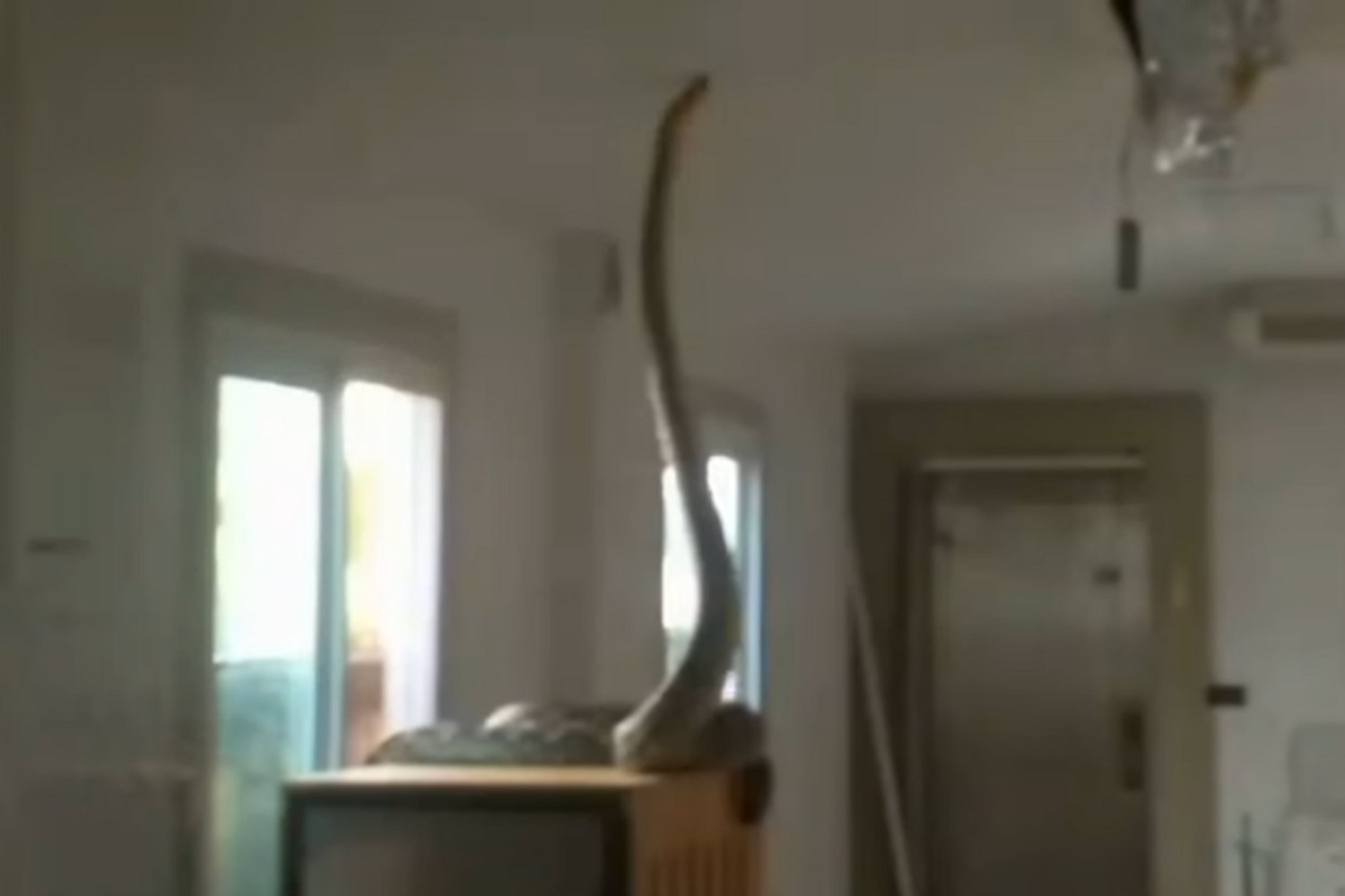 Python захватывает 'котоместо', все кошки в безопасности