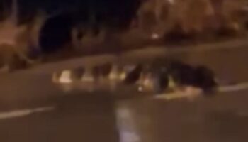 2-метровый крокодил spotted on road amid Rayong flood crisis