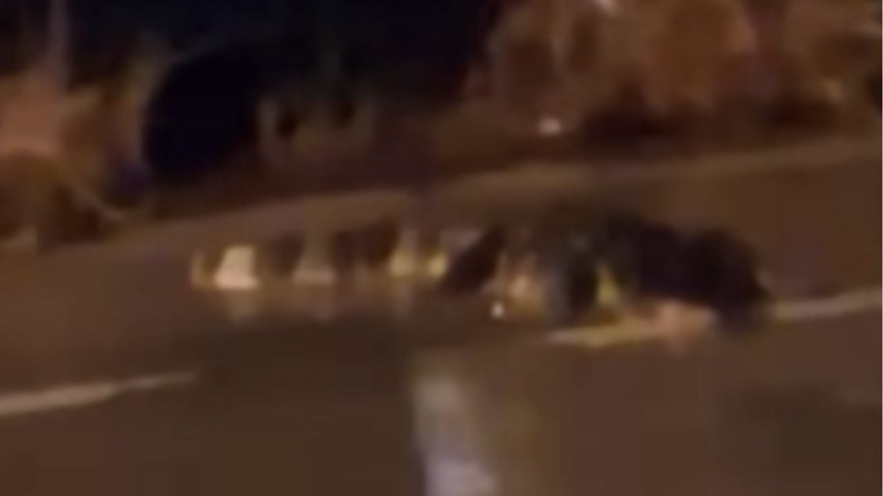 2-метровый крокодил spotted on road amid Rayong flood crisis