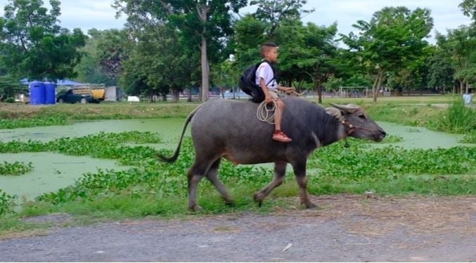 8-летний мальчик едет на домашнем буйволе в школу в центральной части Таиланда