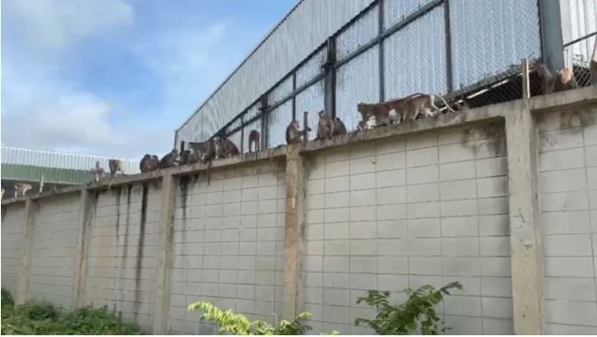 Безумие обезьян: Сотни сбежали из клеток и устроили беспорядки в Лопбури