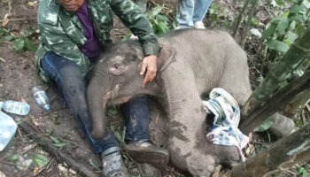 Брошенный новорожденный слоненок спасен в Канчанабури