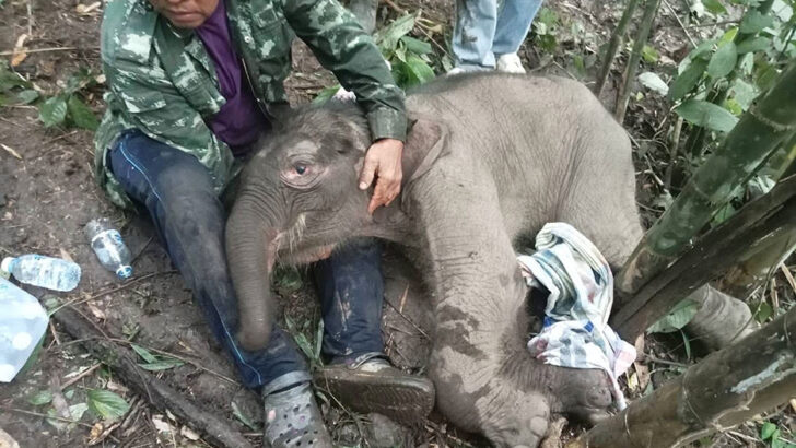 Брошенный новорожденный слоненок спасен в Канчанабури