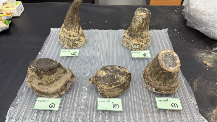 Вьетнамец арестован в аэропорту Бангкока за контрабанду рога носорога на сумму $200,000