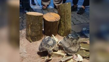 Вьетнамец задержан с рогами носорога на 6,9 миллиона бат в аэропорту Бангкока