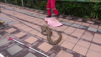 Гигантский питон пойман после terrorизирования пешеходной дорожки Паттайи