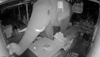 Голодный слон нападает на барбекю-магазин в Кората в полночной ярости