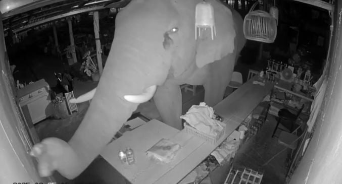 Голодный слон нападает на барбекю-магазин в Кората в полночной ярости