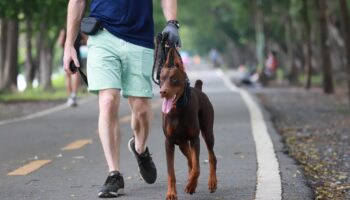 Город делает ставки на домашних животных с чипами